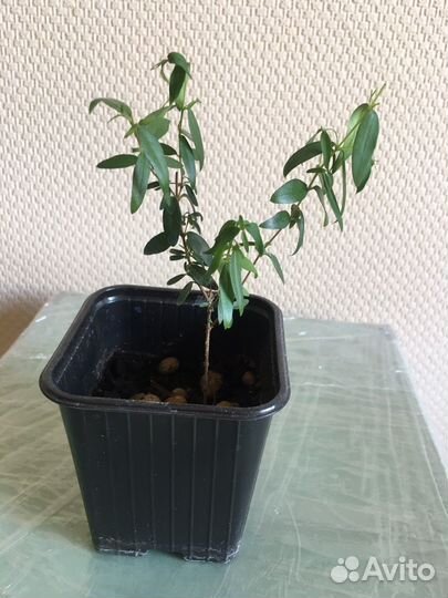 Комнатные цветы мирт