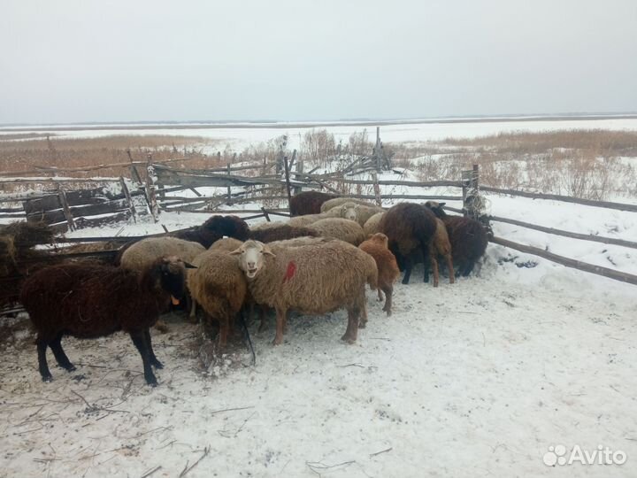 Овцы бараны ягнята оптом