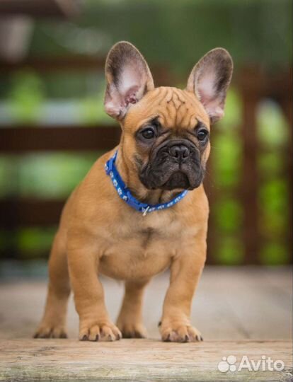 Рыжие щенки французики