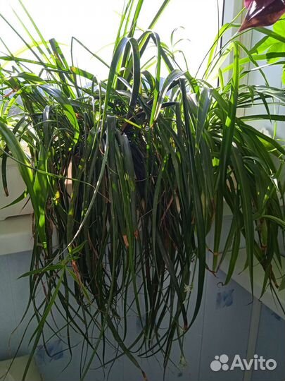 Бильбергия поникающая