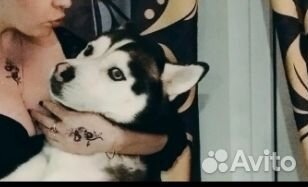 Сибирский хаски в добрые руки