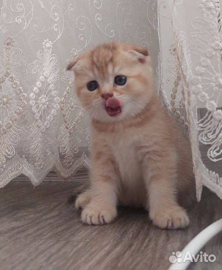 Шотландские котята