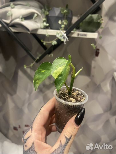 Эпипремнум ауреум