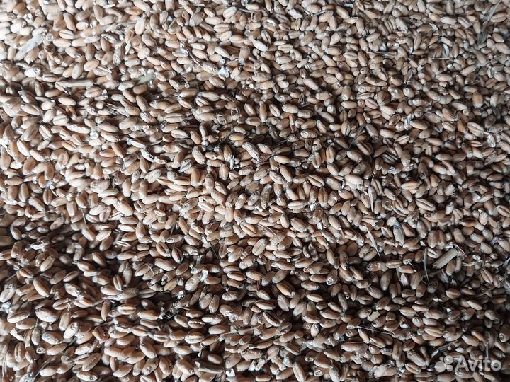 Зерно пшеница