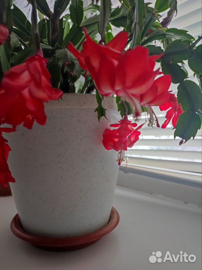 Декабрист шлюмбергера сортовые