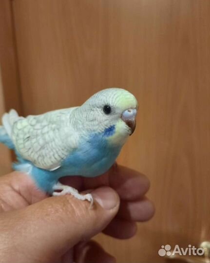 Волнистый попугай с клеткой