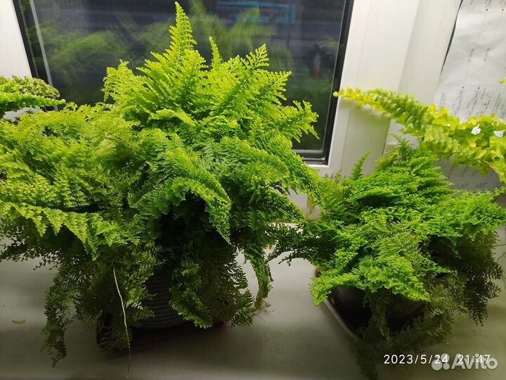 Нефролепис Мариса и Fluffy Ruffles