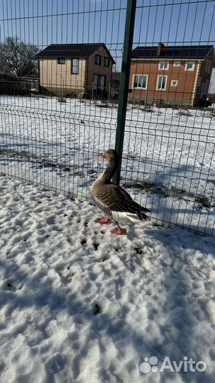 Подсадные серые гуси