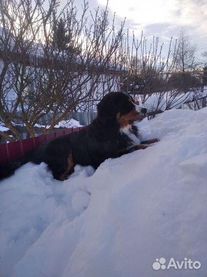 Ищем жениха