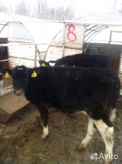 Бычки телята