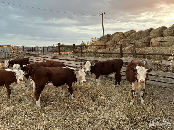 Бык племенной и телочки