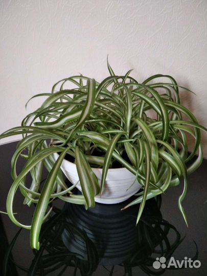 Хлорофитум Боня кучерявый