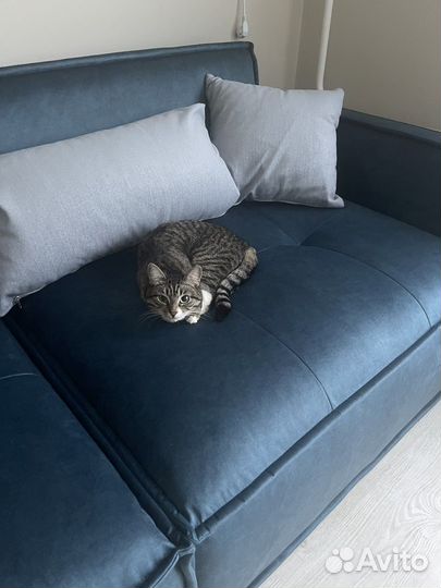 Кошка, в самые добрые руки