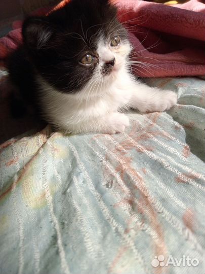 Персидские котята