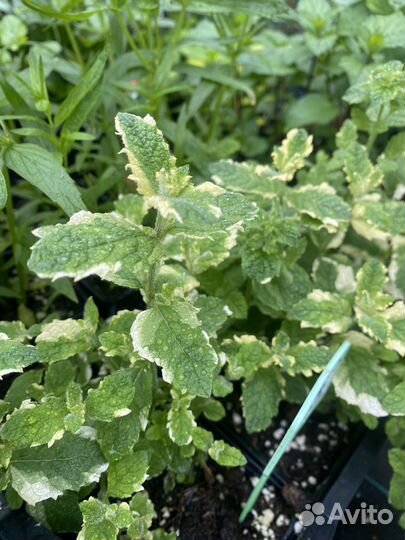 Мята сортовая