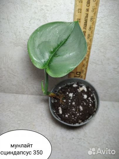 Ктенанте, филодендрон