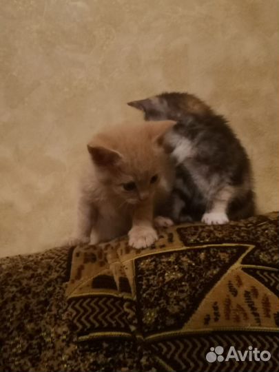 Котенок бесплатно