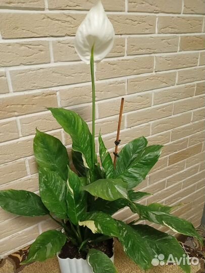 Спатифиллум домино