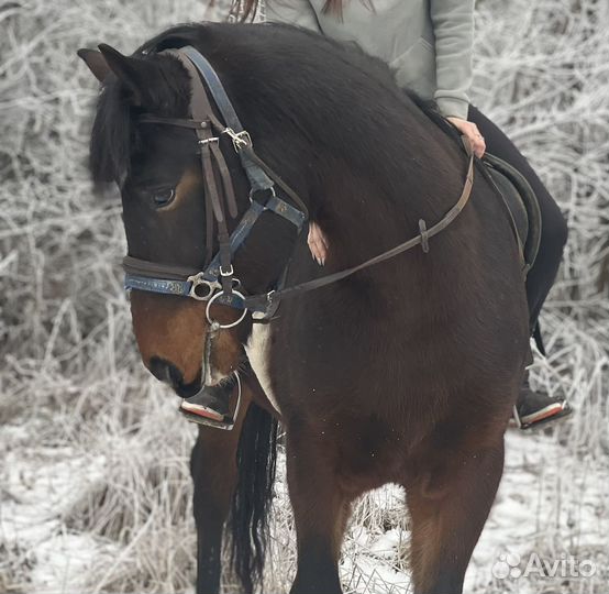 Лошадь в аренду