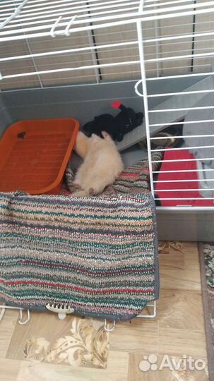 Харек албинос, пригласить самочек на вязку