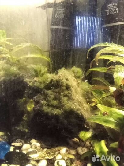 Аквариумное растение-мох
