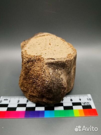 Позвонок ископаемого кита цетотерии, Тамань