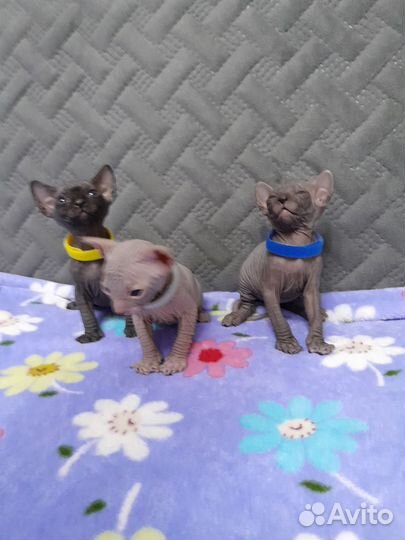 Канадский сфинкс