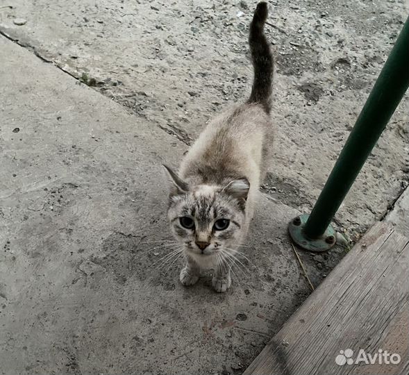 Котенок и кошка