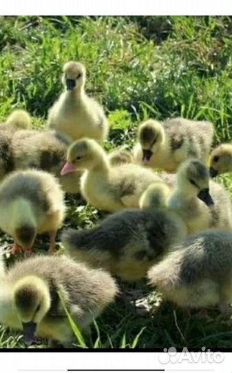 Цыплята бройлеры, утята,муларды