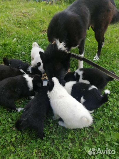 Щенки русско европейской лайки