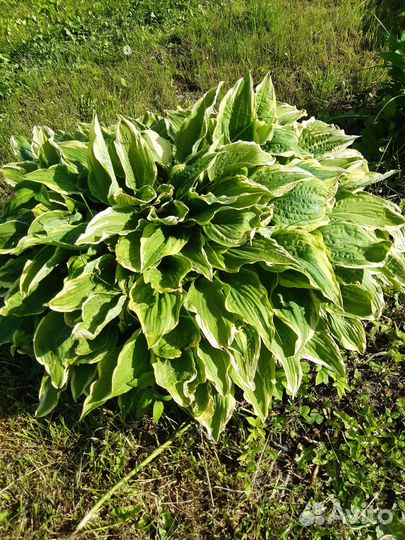 Многолетники. Аквилегия, пионы, хоста и др