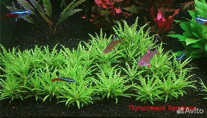 Аквариумные растения