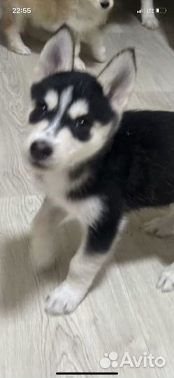 Девочка хаски.2 месяца