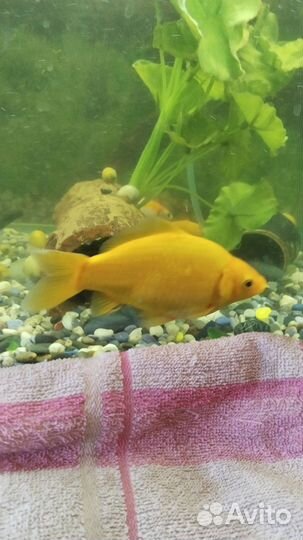 Рыбки для пруда или аквариума