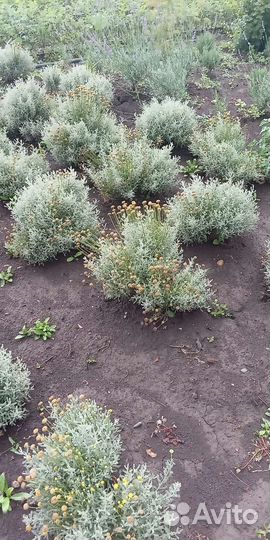 Декоративные растения для сада, сдек, почта