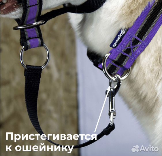 Недоуздок для собаки+амортизатор