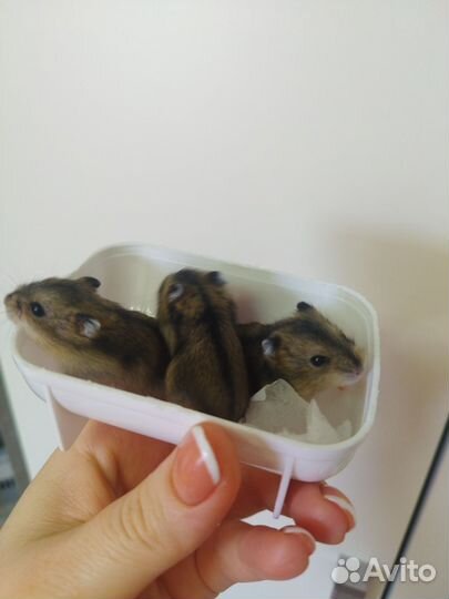 Джунгарские хомячки