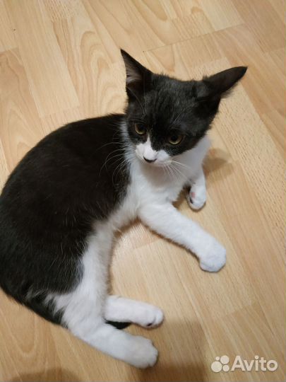 Котенок мальчик