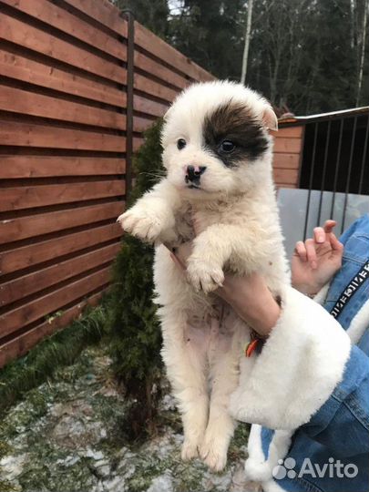 Щенки-белые мишки