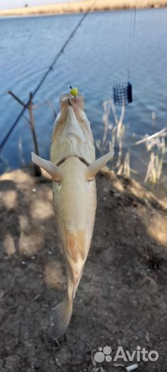 Насадка для ловли карася на фидер и макушатник