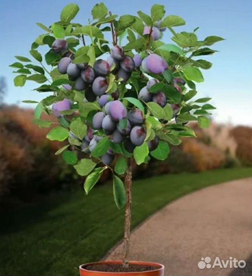 Слива карликовая