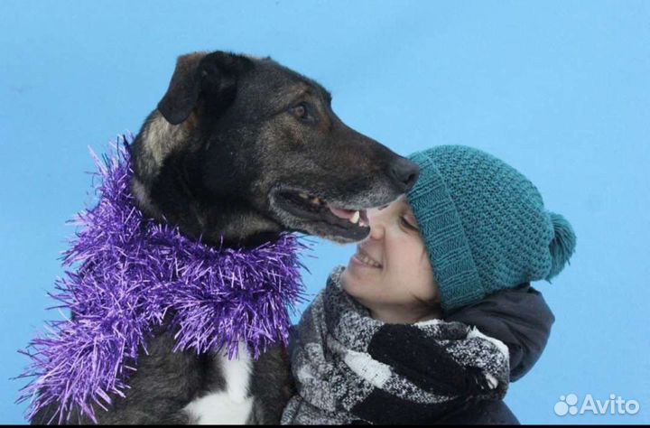 Заберите собаку из приюта домой