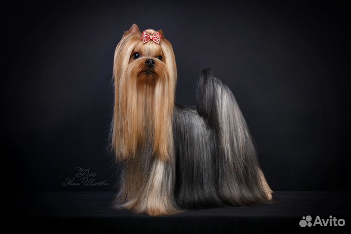 Вязка с достойным стандартным йорком