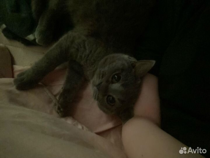 Британская