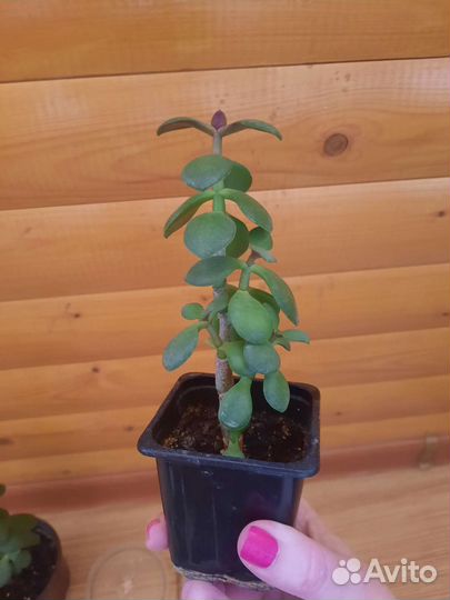 Денежное дерево (толстянка)