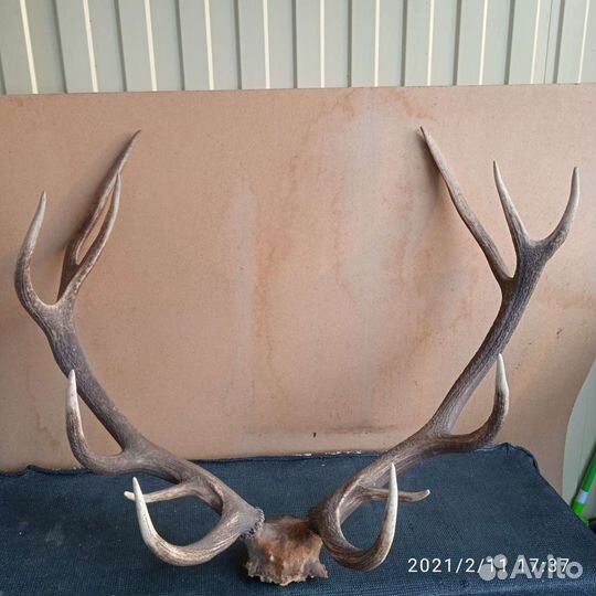 Рога оленя