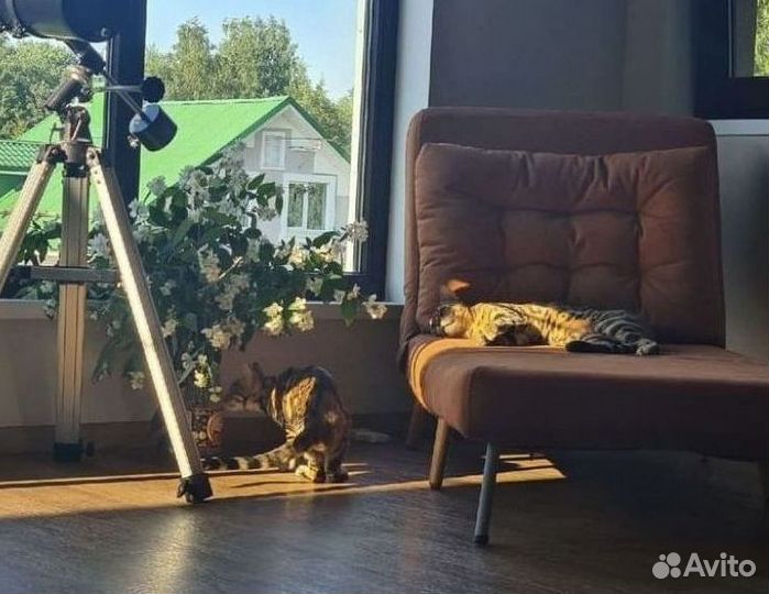Кресло «Скрудж1» W294