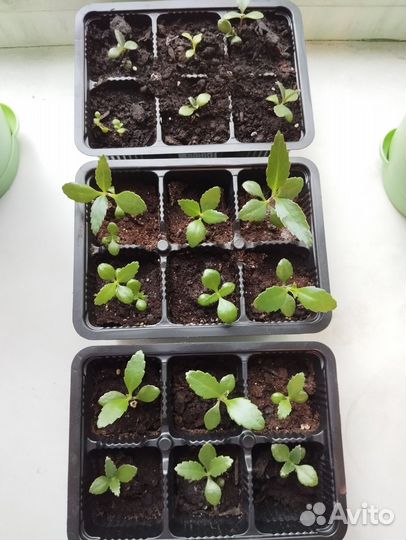 Каланхоэ лечебное