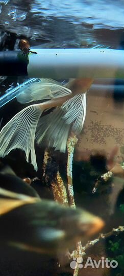 Анциструс L144 вуаль