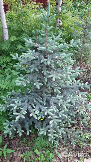 Ель голубая